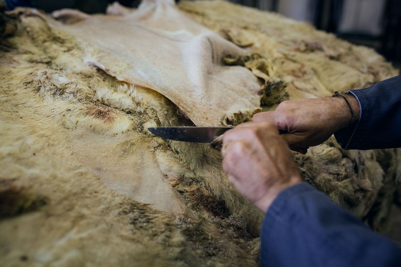 Images recollida i selecció 1