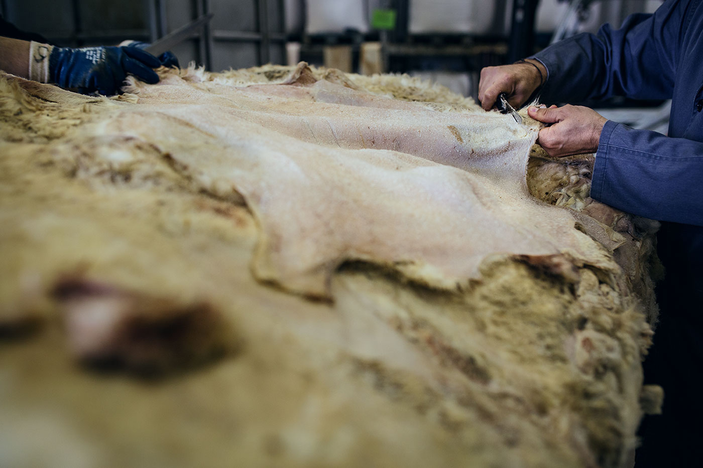 Images recollida i selecció 2